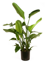 Load image into Gallery viewer, Bird of Paradise (Chamaedorea seifrizii)