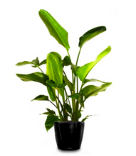 Load image into Gallery viewer, Bird of Paradise (Chamaedorea seifrizii)